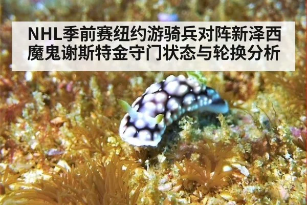 NHL季前赛纽约游骑兵对阵新泽西魔鬼谢斯特金守门状态与轮换分析